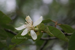 Pterospermum heyneanum